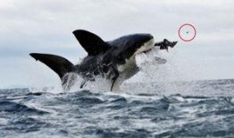 在线观看鲨鱼,在线观看鲨鱼，探索神秘海洋世界